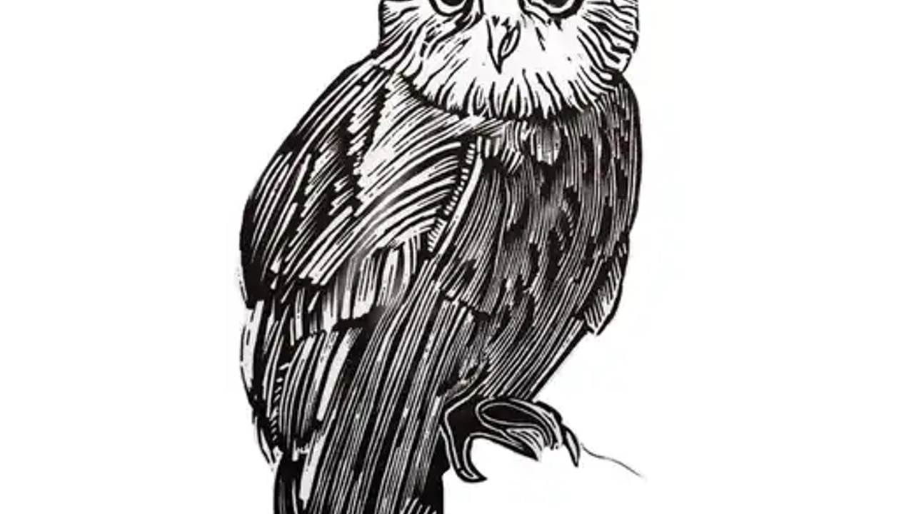 Présentation de la chouette Osuny